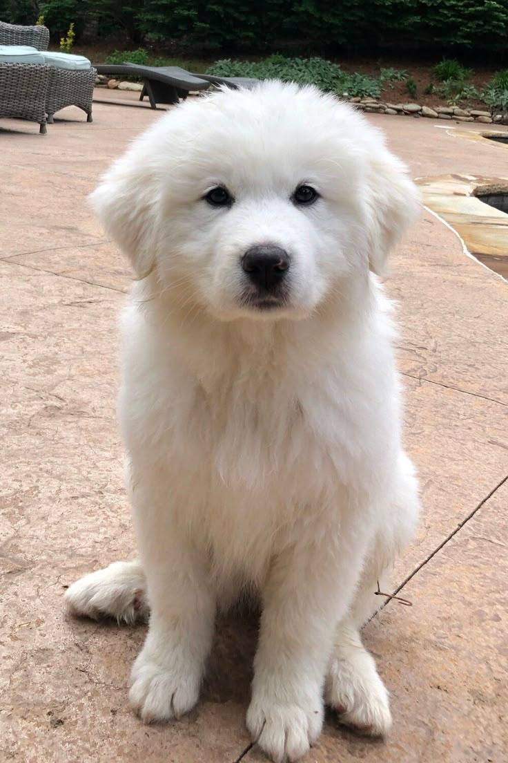 a small white dog sitting on top of a patio