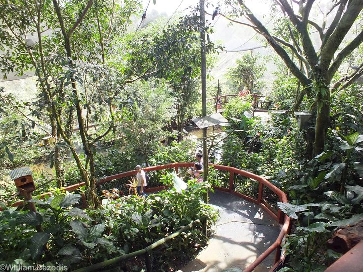 an outdoor area with lots of trees and plants