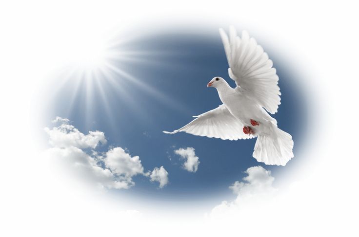 two white doves flying in the sky with a bible verse