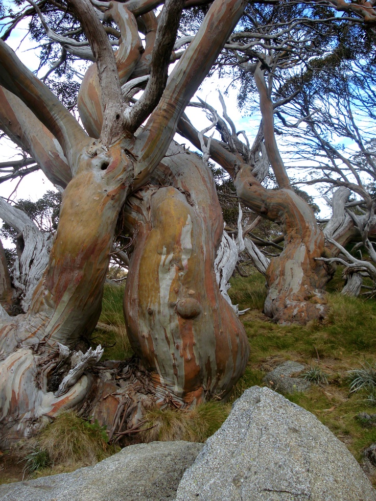 some very strange looking trees on the side of a hill with rocks and grass in front of them