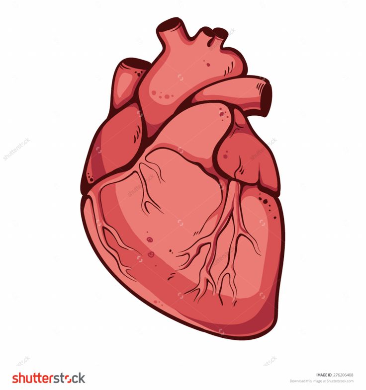 the human heart is shown in red and white