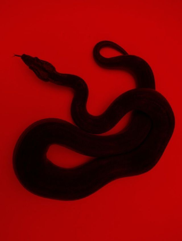 a black snake on a red background with the tail curled up to it's head