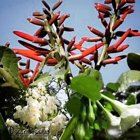 some red and white flowers are in the foreground with blue sky in the background