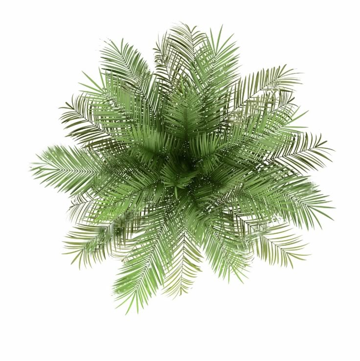 a green plant is shown on a white background