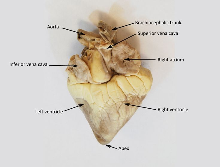 an image of the structure of a heart with all its major parts labeled on it