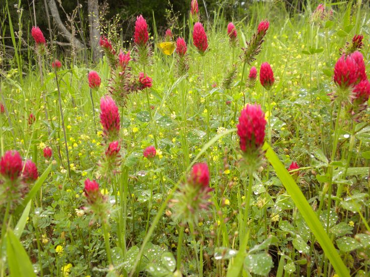 some red flowers are growing in the grass