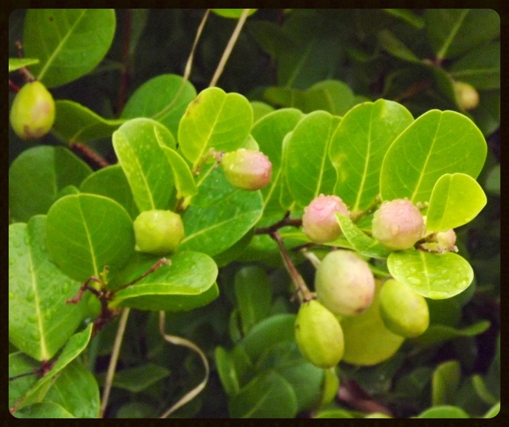 some green leaves and buds on a tree