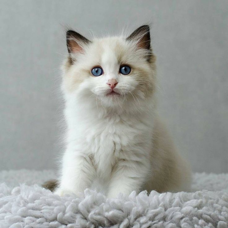 a small white kitten with blue eyes sitting on a fluffy blanket looking at the camera