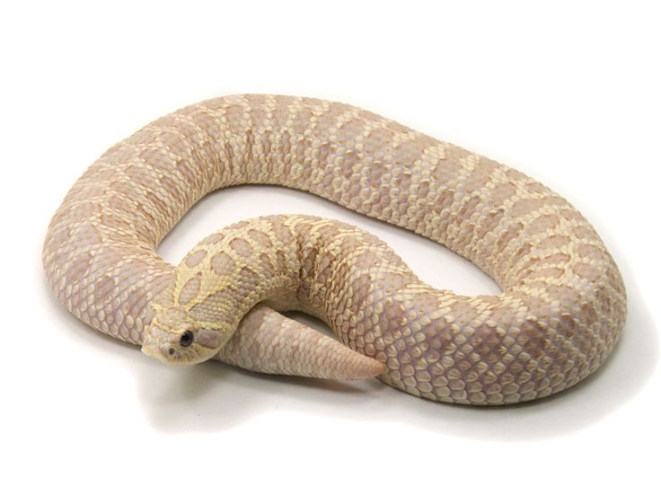 a white and brown snake on a white background