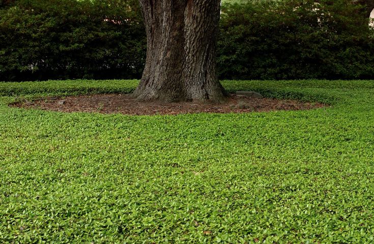 a large tree sitting in the middle of a lush green field