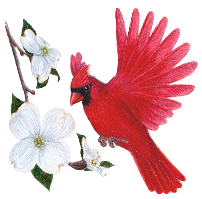 a drawing of a red bird on a branch with white flowers