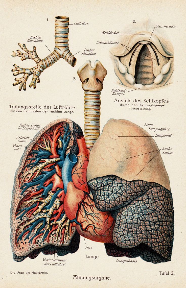 [DIAGRAM] Diagram Of Anatomy Of Lungs - MYDIAGRAM.ONLINE