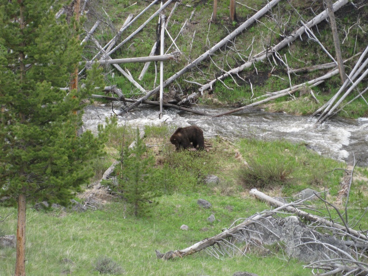 a brown bear walking across a grass covered field next to a forest filled with trees