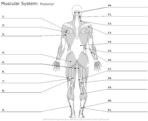 the muscles and their major skeletal systems are labeled in this diagram, as well as text