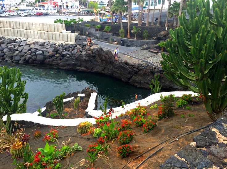 some plants and flowers by the water