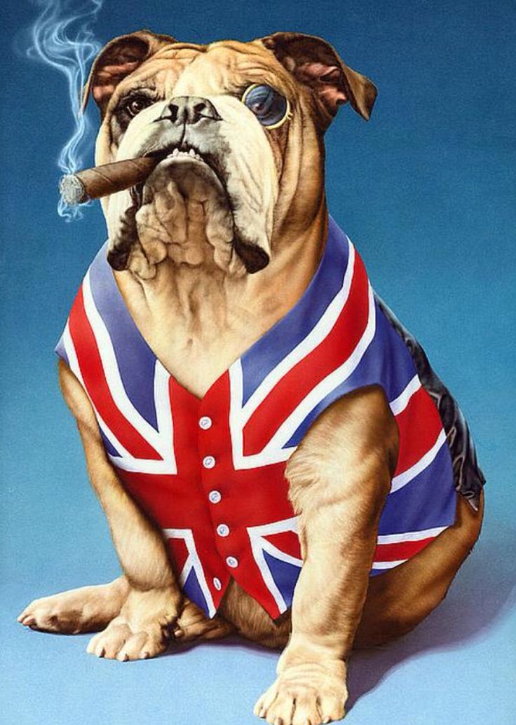 Great British Bulldog With Union Jack Waistcoat, Smoking A Fat Churchill Cigar. Bulldog Art Print, British Dog, British House, Bulldog Tattoo, Cute Bulldogs, Bulldog Art, British Bulldog, Retro Humor, English Bull