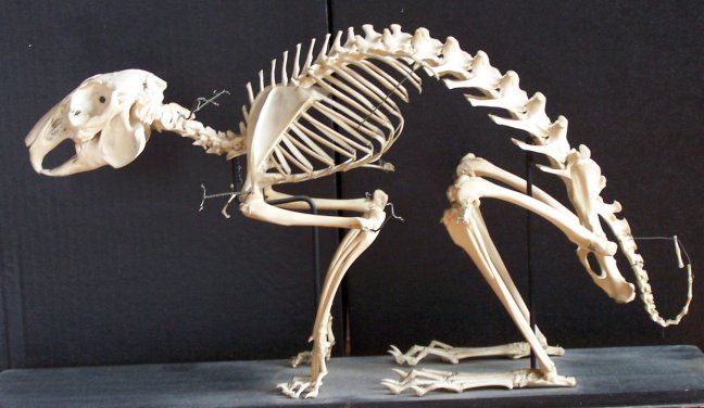 the skeleton of a horse is displayed in front of a black background with white writing on it