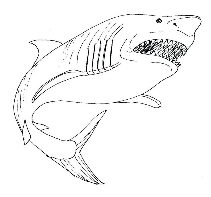 a drawing of a shark with its mouth open