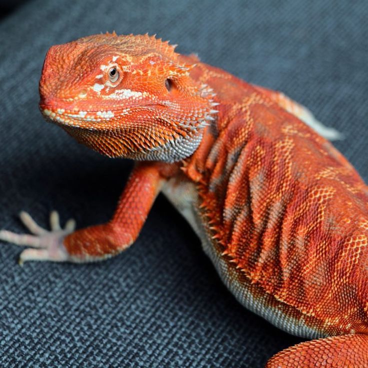 an orange and white lizard sitting on top of a couch