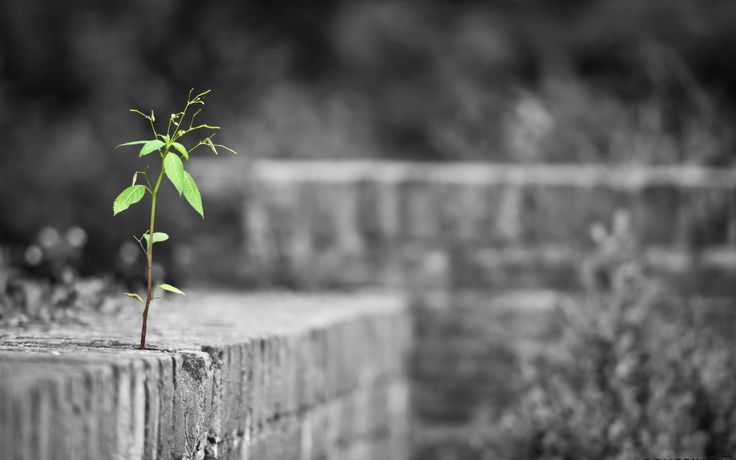 a small plant is growing out of some concrete blocks in black and white photo with green leaves