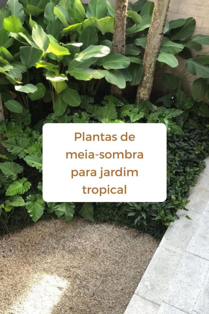 Plantas de meia-sombra [Video] | Plantas de sombra, Planta rastrera ...