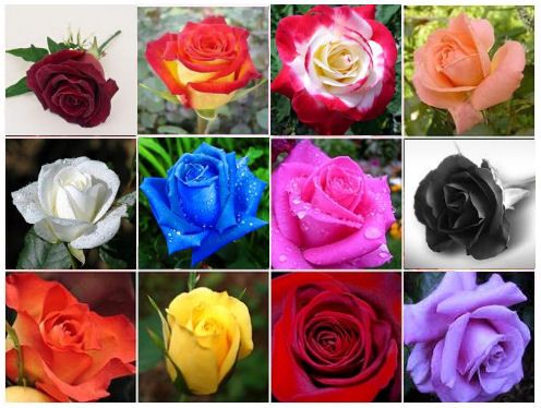 many different colors of roses with water droplets on the petals and in the middle, there are