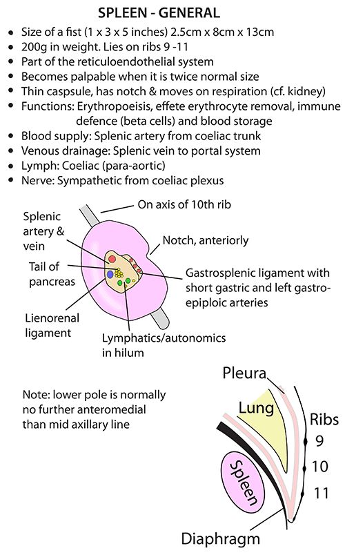 the diagram shows different parts of an animal's body and their functions in it