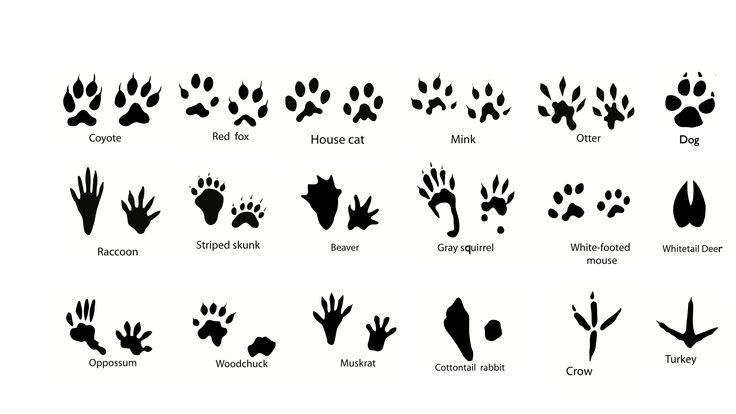 an animal's footprints are shown in black and white, with the names below them