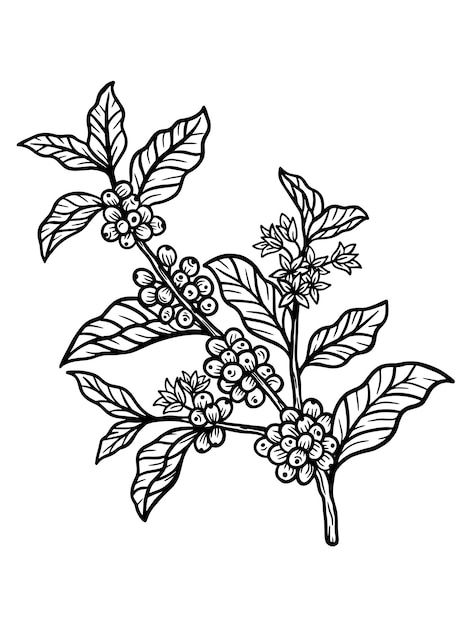 a branch with berries and leaves on it, drawn by hand in black and white