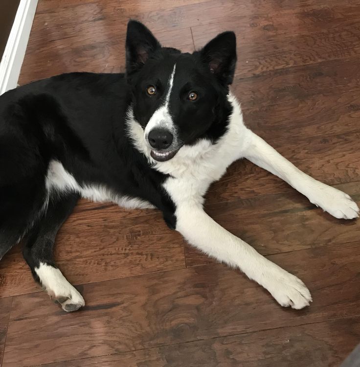 a black and white dog laying on top of a wooden floor