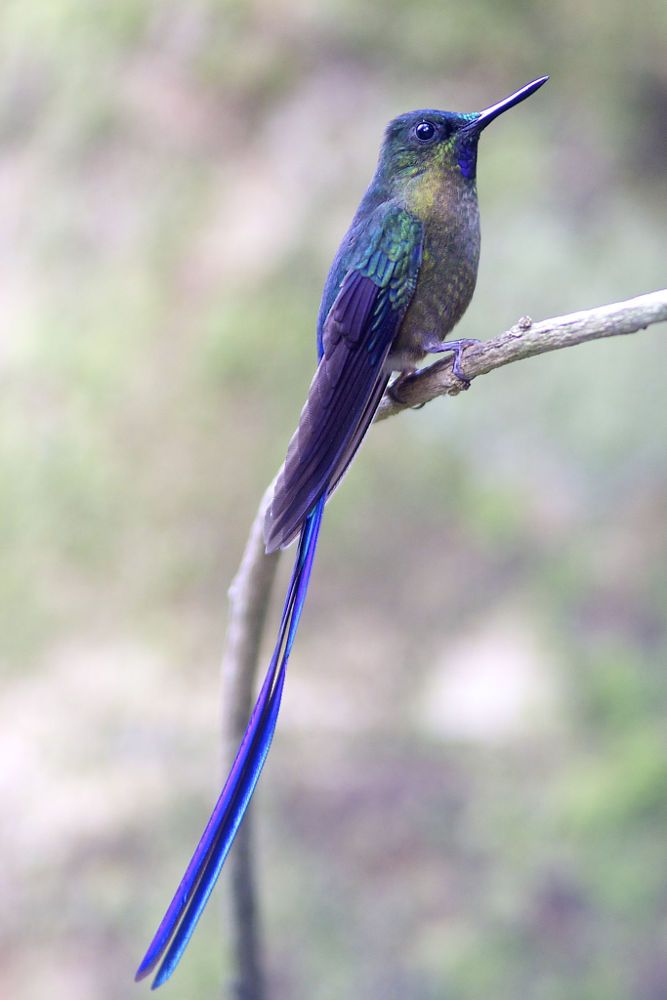 a blue and green bird sitting on top of a tree branch with its beak open