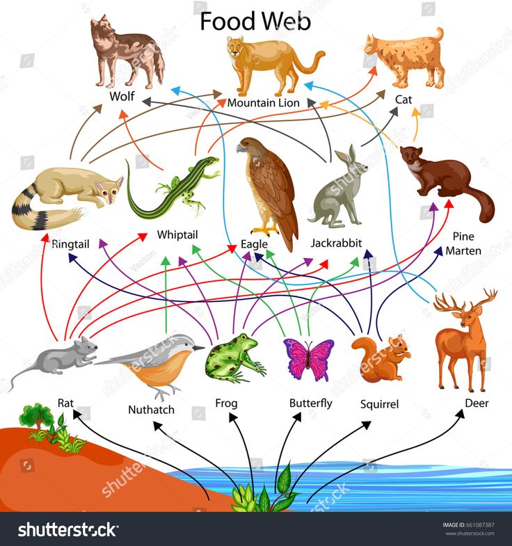 food web diagram with animals and fish