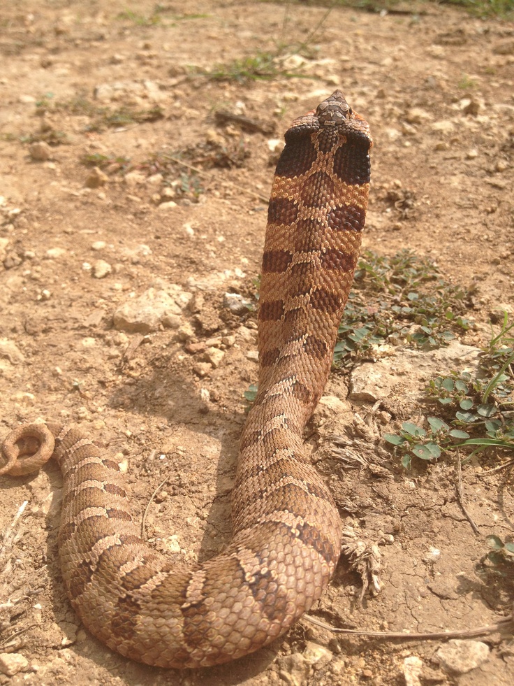 a large snake is on the ground with its mouth open