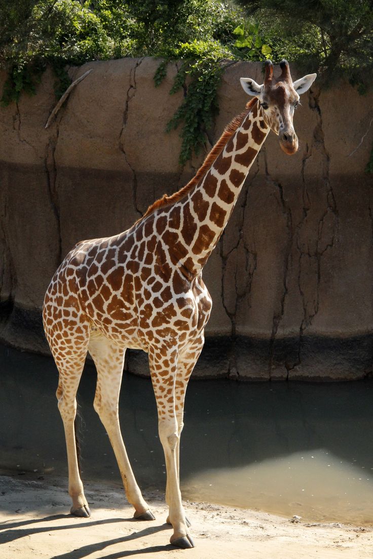 a giraffe standing next to a body of water near a rock wall and trees