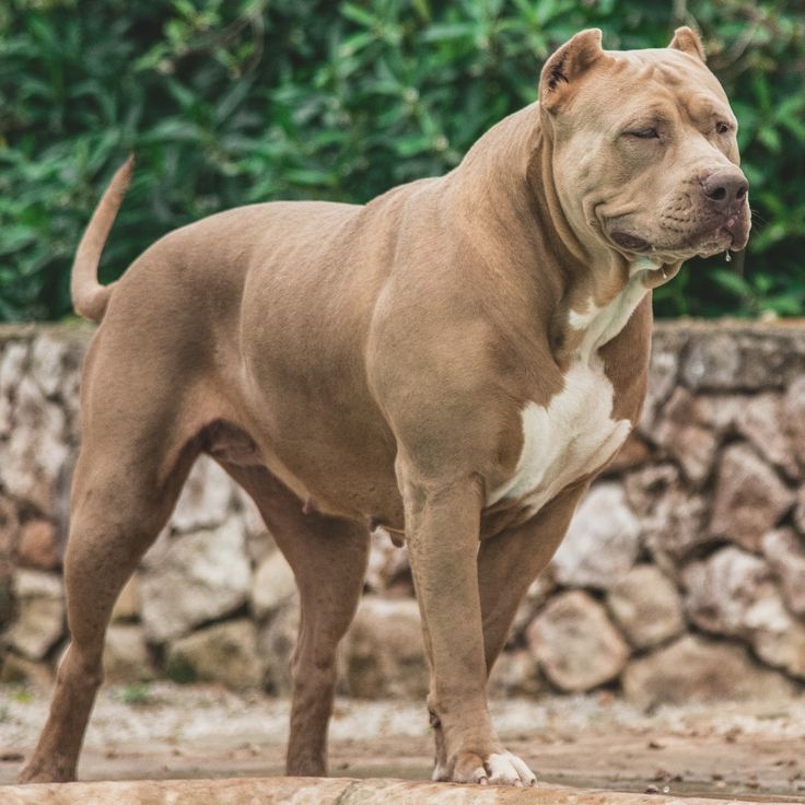 a brown and white dog standing on top of a dirt field next to a stone wall