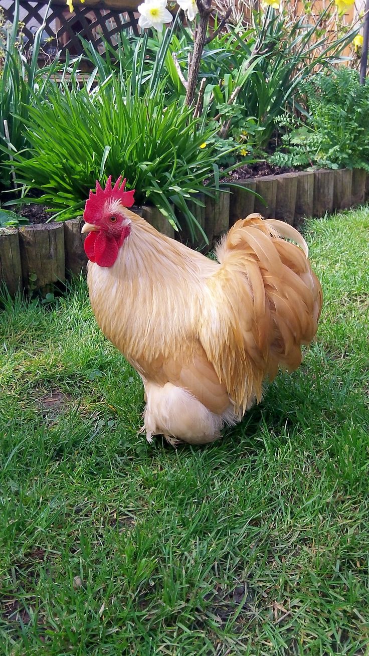 a rooster is standing in the grass near some flowers