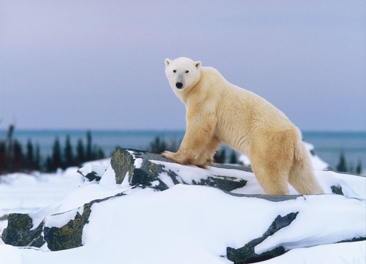 a polar bear standing on top of a snow covered rock in front of the ocean