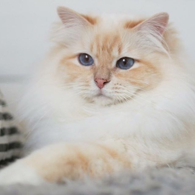 an orange and white cat with blue eyes laying on a gray blanket looking at the camera