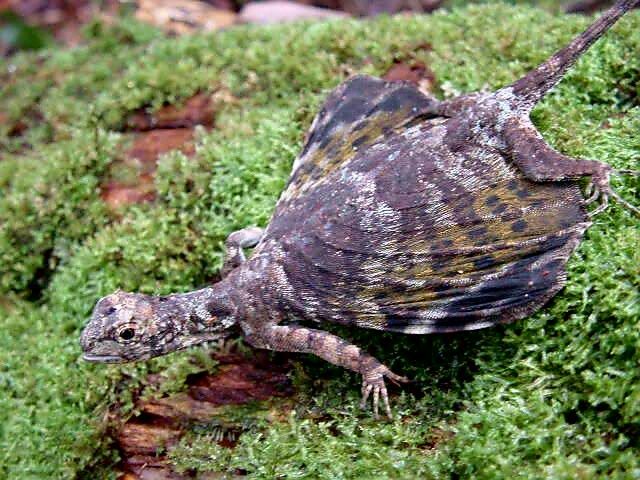 an image of a lizard that is on the mossy ground with it's back legs up