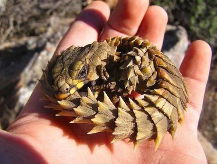 a close up of a person holding a small pine cone