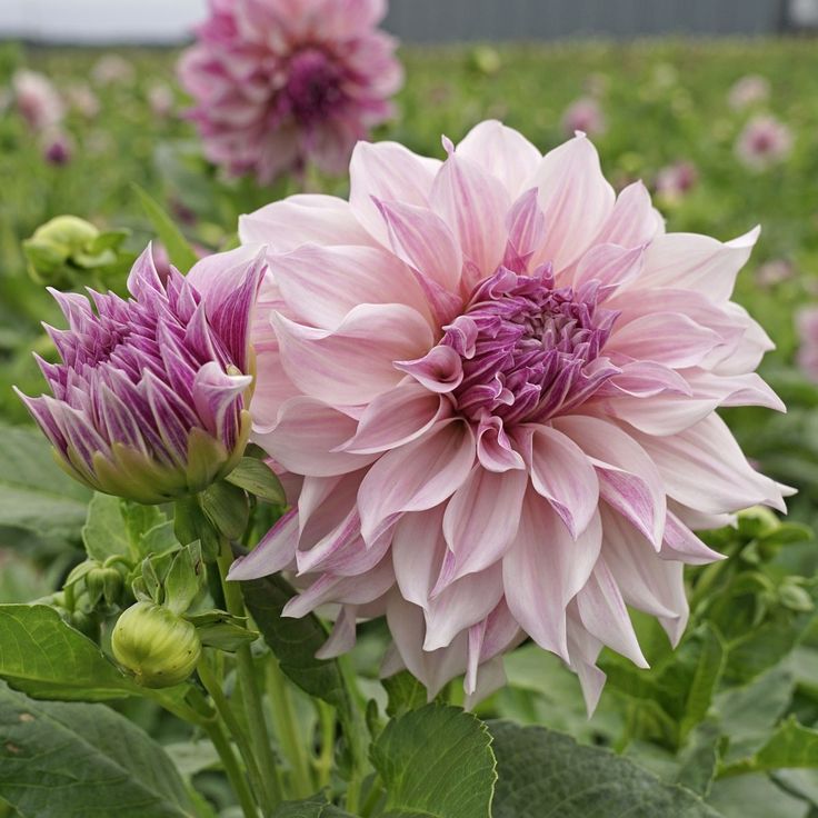 some pink flowers are in the middle of a field with green leaves and purple flowers