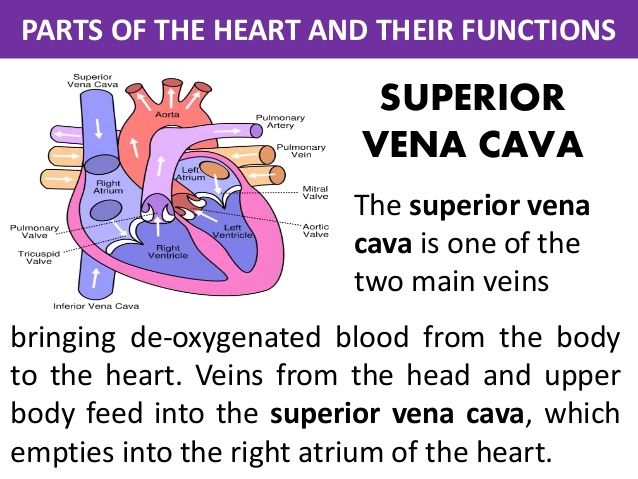 Parts of the Heart and Their functions | Parts of the heart, Studying ...