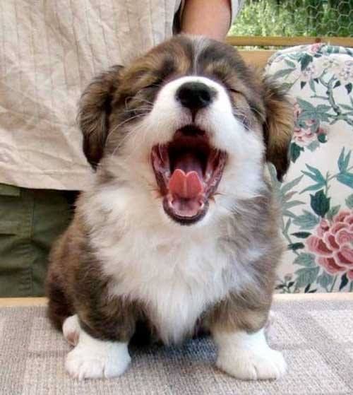 a small brown and white dog yawns while sitting on the floor with its mouth open