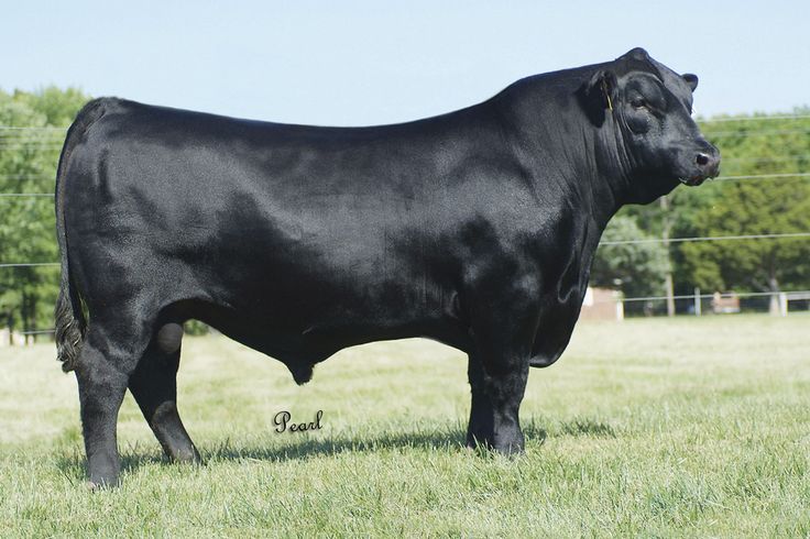 a large black cow standing on top of a lush green field