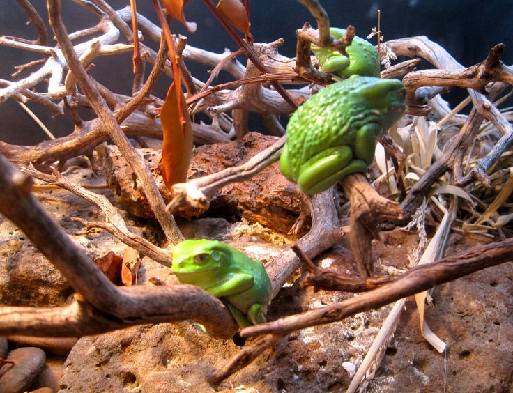 two green birds sitting on top of branches in an aquarium tank next to rocks and plants