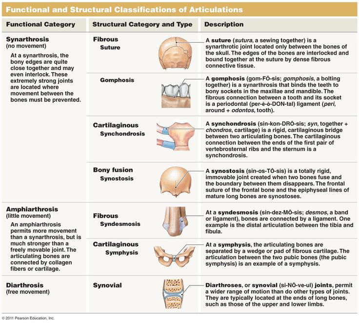 Image result for structural joint classification Types Of Joints, Joints Anatomy, Kids Bob Haircut, Anatomy Chart, Kids Bob, Basic Anatomy, Super Cute Hairstyles, Faux Hawk Hairstyles, Basic Anatomy And Physiology