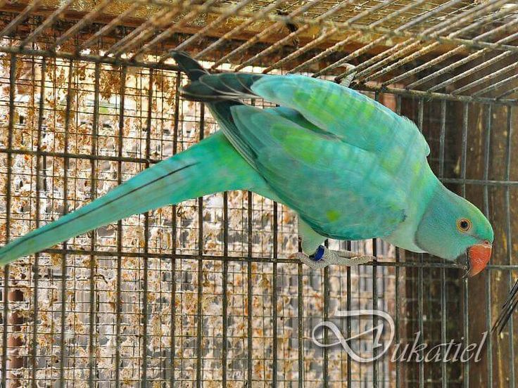 a green parrot sitting on top of a cage