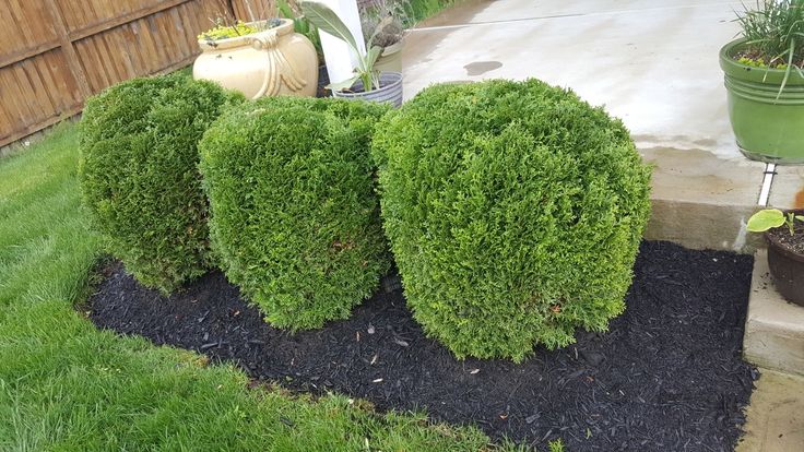 some very pretty green bushes in the grass