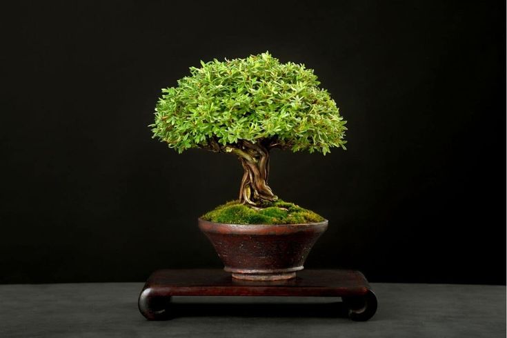 a bonsai tree in a brown pot on a wooden stand against a black background