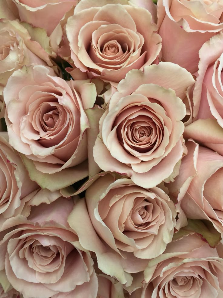 a close up view of some very pretty pink roses